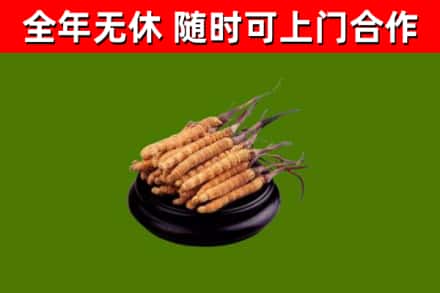 韶山市回收冬虫夏草