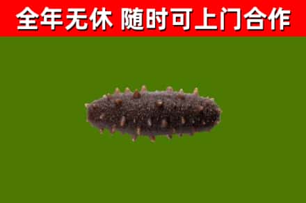 韶山市回收海参干